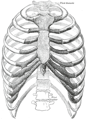 A human rib cage as portrayed in Gray’s Anatomy